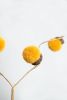 Set of 6, 28" Acorn Spray, Yellow, Botanicals Decor for Harvest Festival Fall Festival & Thanksgiving Table Decorations